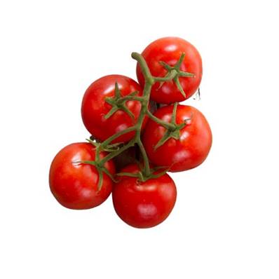 Tomate ronde bio