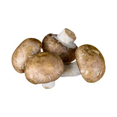 Champignon blond/brun bio