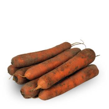 Carotte terre bio
