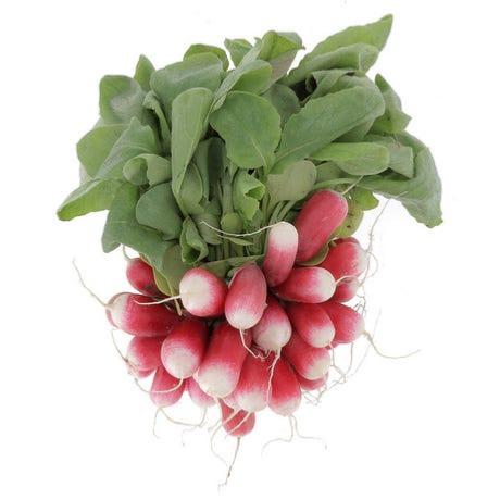Radis rose botte bio
